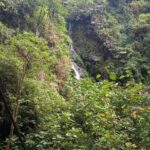 Natural History of the Cloud Forest - Exploring the Cloud Forest: A Complete Guide