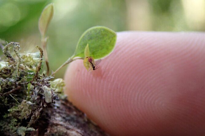 Natural History Tour at Curi Cancha Reserve in Monteverde - FAQ