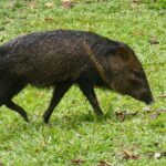 Natural History Walk - Practical Details