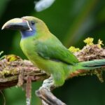 Natural History Walk in Monteverde Cloudforest preserve - Who Should Consider This Tour?