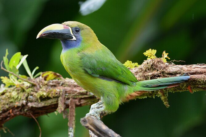Natural History Walk in Monteverde Cloudforest preserve - Who Should Consider This Tour?