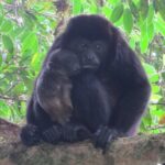 Natural History Walking Tour in Monteverde Cloud Forest Reserve - A Close Look at the Experience