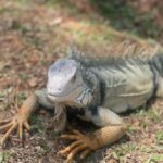 Natural Medellin: Botanical garden, Arví park, El Volador hill and lunch. - Who Will Enjoy This Tour?