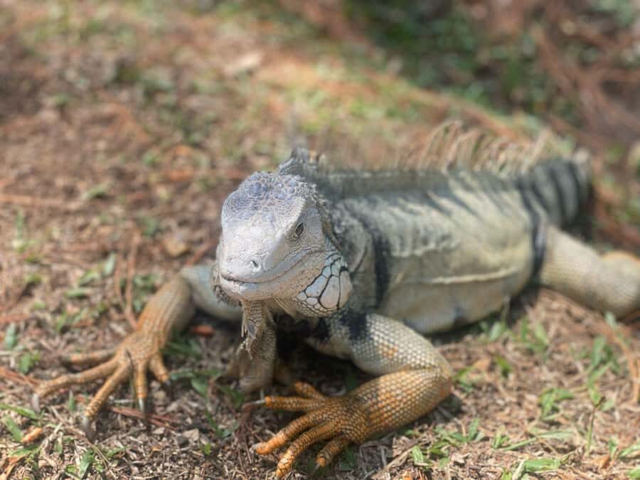 Natural Medellin: Botanical garden, Arví park, El Volador hill and lunch. - Who Will Enjoy This Tour?