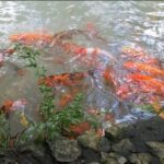 Natural Mystic - FAQs