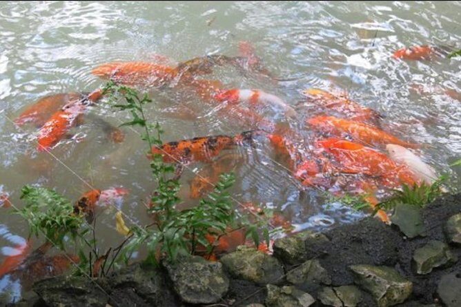 Natural Mystic - FAQs