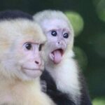 Naturalist Walk in Manuel Antonio National Park - A Detailed Look at the Experience