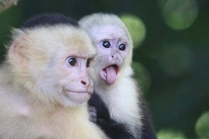 Naturalist Walk in Manuel Antonio National Park - A Detailed Look at the Experience