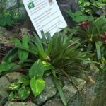 Nature and Sightseeing at Phantasea Tropical Botanical Garden - Exploring the Garden: What to Expect
