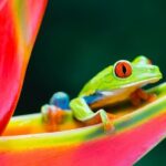 Nature History Tour. Tortuguero Canal & Cahuita National Park Shore Excursion - Frequently Asked Questions