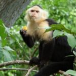 Nature Tour in Panama 6 Days of Adventure and Wildlife - Final Thoughts