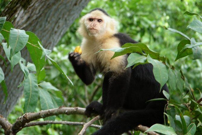 Nature Tour in Panama 6 Days of Adventure and Wildlife - Final Thoughts