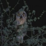 Nature tour, Pómac Forest with picnic breakfast included. - The Itinerary: From Forest to Pyramids