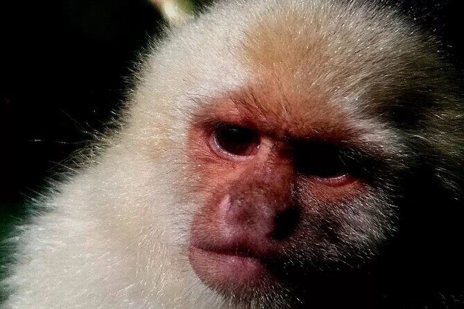 Nature walk in Curicancha Reserve - Why This Tour Stands Out