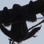 Nature & Wildlife Walks at ANCON HILL: For All ages, AM or PM - A Deep Dive into Panama’s Nature at Ancon Hill