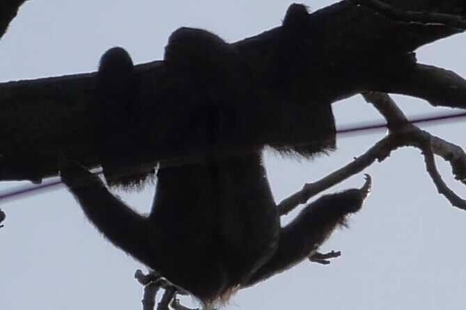 Nature & Wildlife Walks at ANCON HILL: For All ages, AM or PM - A Deep Dive into Panama’s Nature at Ancon Hill