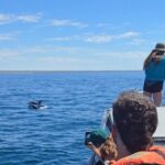 Nautical Adventure in Search of Dolphins - Why This Tour Stands Out