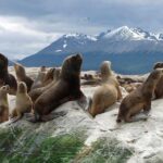 Navigation Beagle Channel Isla de Lobos - Analyzing the Value