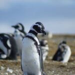 Navigation Beagle Channel to the penguin - Who Is This Tour Best For?