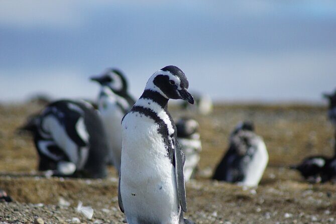 Navigation Beagle Channel to the penguin - Who Is This Tour Best For?