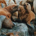 Navigation: Beagle Postcards - FAQ