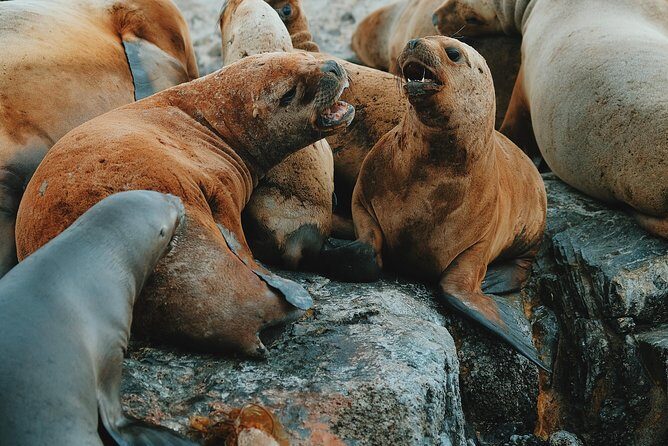 Navigation: Beagle Postcards - FAQ