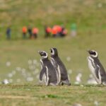 Navigation Magdalena Island and Marta - Final Thoughts