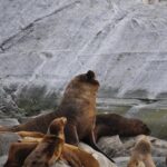 Navigation to the Penguins island - USHUAIA - Beagle Channel - The Value of This Tour