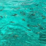 Negril and Ricks Cafe Sunset Tour with Boat Ride and Snorkeling - Practical Details: What You Need to Know