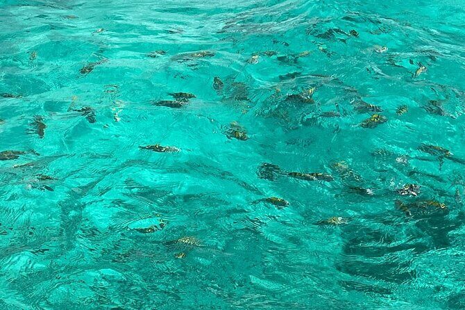 Negril and Ricks Cafe Sunset Tour with Boat Ride and Snorkeling - Practical Details: What You Need to Know