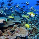 Negril Glass Bottom Boat Tour Snorkeling and Booby Cay - Who Will Love This Tour?