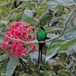 Negril Hilite Ricks Cafe and Humming Garden from Negril - Final Thoughts: Who Should Book This Tour?