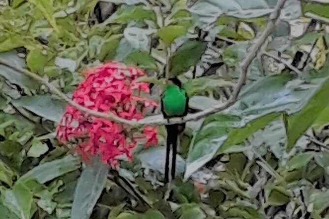 Negril Hilite Ricks Cafe and Humming Garden from Negril - Final Thoughts: Who Should Book This Tour?