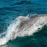 Negril: Pirate Ship Cruise with Snorkeling & Ricks - FAQ