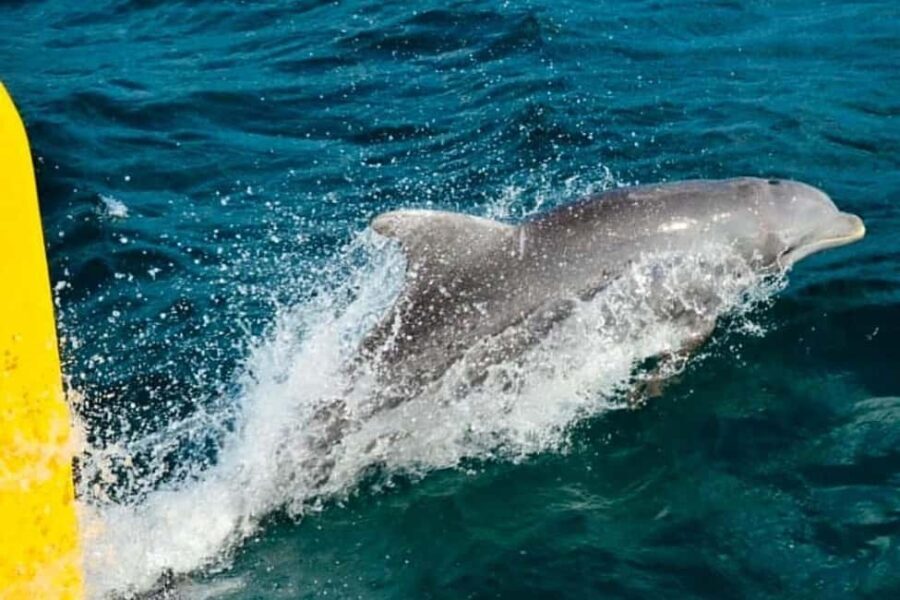 Negril: Pirate Ship Cruise with Snorkeling & Ricks - FAQ