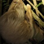 Night Adventures in Monteverde - A Deep Dive into the Night Walk Experience