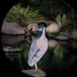 Night Animal Watching Activity in Monteverde - The Sum Up