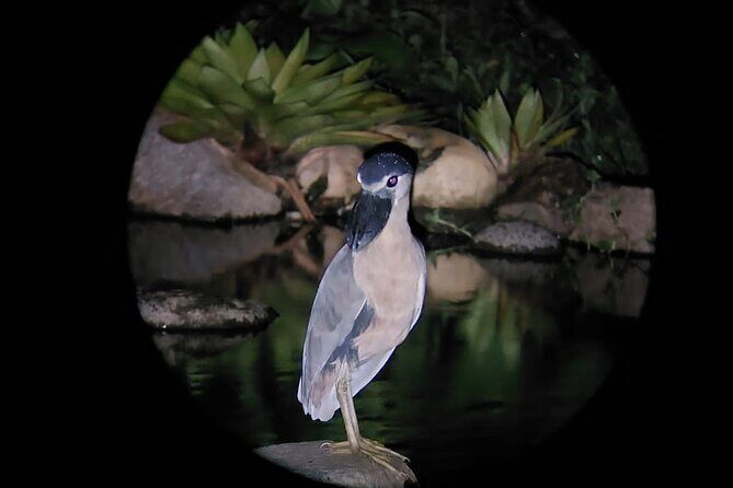 Night Animal Watching Activity in Monteverde - The Sum Up