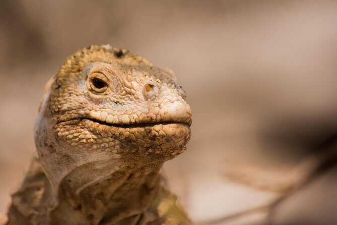 Night Dive Adventure in Academy Bay - Final Thoughts