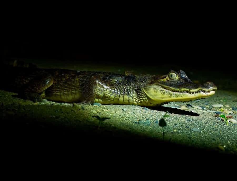 Night Excursion Search for Alligators | Tambopata River - Final Thoughts