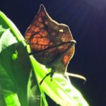 Night Guided Tour with Night Vision goggles(Little Groups 8 Max) - Who Would Love This Tour?