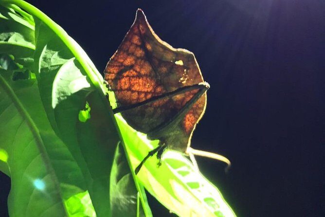 Night Guided Tour with Night Vision goggles(Little Groups 8 Max) - Who Would Love This Tour?