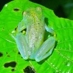 Night Hike La Fortuna - Night Hiking Trip in Arenal - Who Should Consider This Tour?