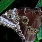 Night hike wildlife observation in Santa Elena Monteverde - Why This Tour Is Worth Considering