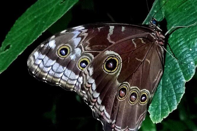 Night hike wildlife observation in Santa Elena Monteverde - Why This Tour Is Worth Considering