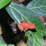 Night Hiking Tour at the Gandoca Manzanillo Mixed Refuge - The Sum Up
