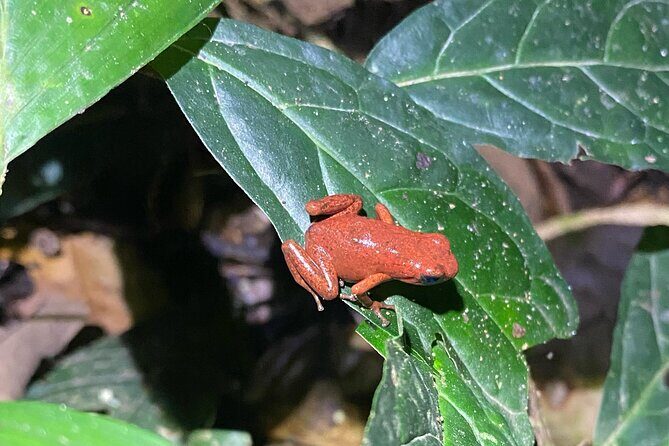 Night Hiking Tour at the Gandoca Manzanillo Mixed Refuge - The Sum Up