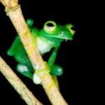 Night Jungle Tour with Dinner (Rainmaker Park) - The Experience and Its Value