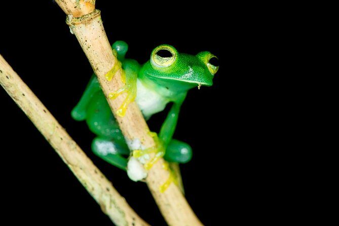 Night Jungle Tour with Dinner (Rainmaker Park) - The Experience and Its Value