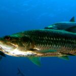 Night Kayak Tour St. John - Westin Resort - Practical Tips for Your Night Kayak Experience